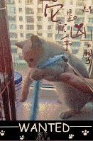 海苔被猫吃了有事吗