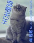 宠物天王中每个宠物的特征